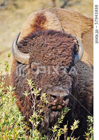 アメリカンバイソン American Bison 57943898