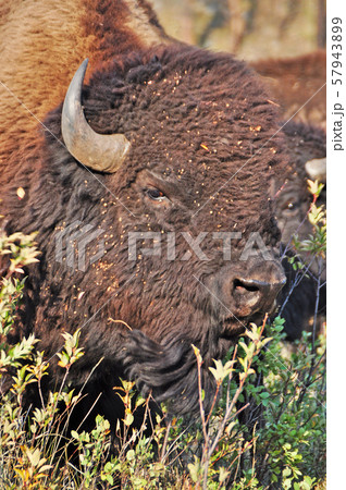 アメリカンバイソン American Bison アメリカンバイソン American Bison 57943899