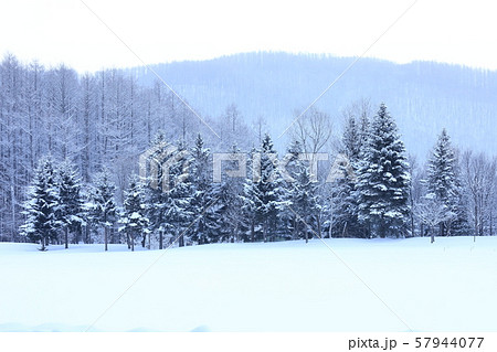 富良野の森　雪景色 57944077
