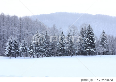 富良野の森　雪景色 57944078