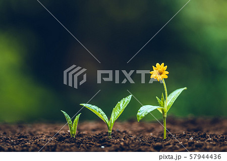 Growth tree young plant Natural green background 57944436