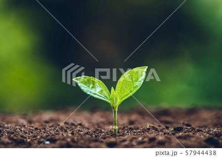 Growth tree young plant Natural green background Growth tree young plant Natural green background 57944438