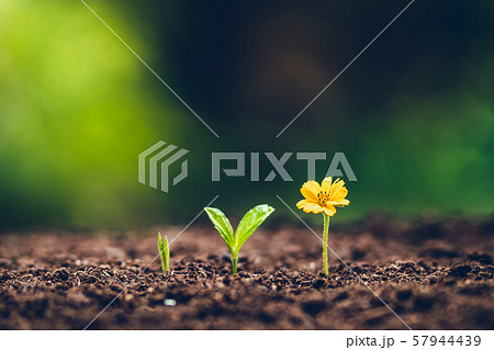Growth tree young plant Natural green background 57944439