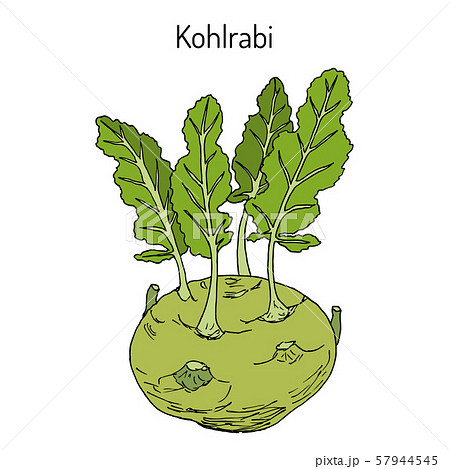 Kohlrabi cabbage Brassica oleracea Kohlrabi cabbage Brassica oleracea 57944545
