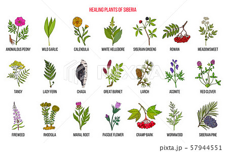 Medicinal herbs of Siberia Medicinal herbs of Siberia 57944551