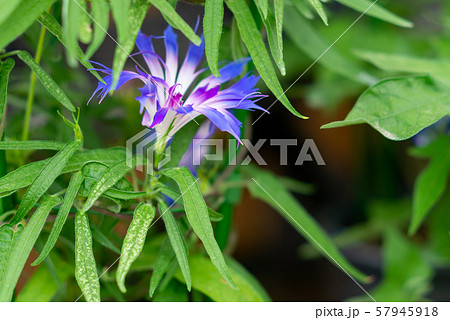 変化朝顔126 57945918