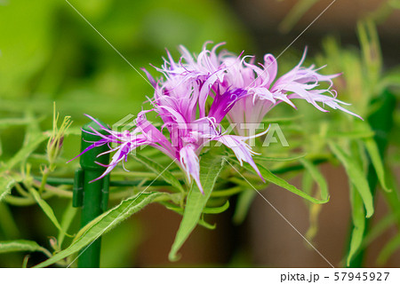 変化朝顔135 変化朝顔135 57945927