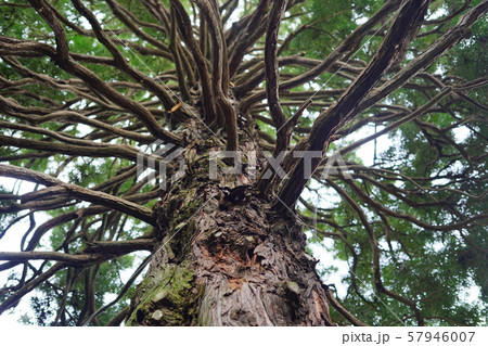 古木 57946007