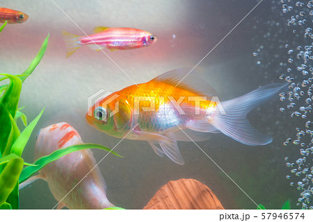 Little Fish Fish Tank Aquarium Gold Stock Photo 1147339976