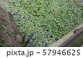蓮２ 57946625