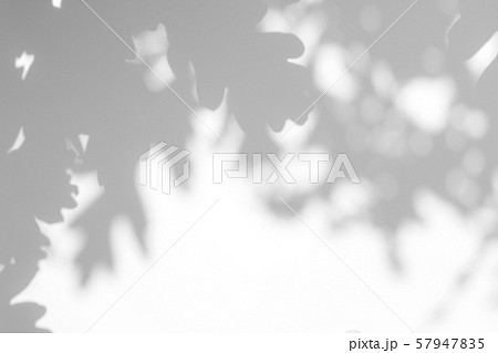 gray shadow of the leaves on a white wall gray shadow of the leaves on a white wall 57947835