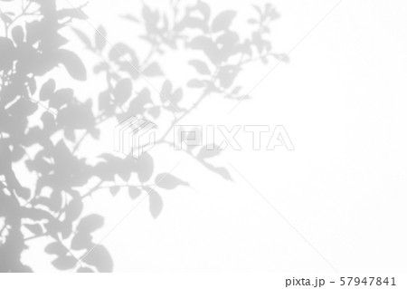Gray shadow of the wild roses leaves and flowers 57947841