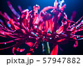 彼岸花 57947882