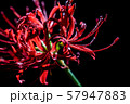 彼岸花 57947883