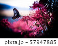 彼岸花と蝶 57947885