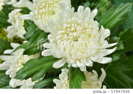 白い菊 57947936