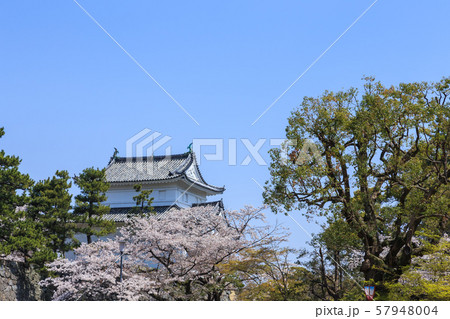 満開の桜と名古屋城東南隅櫓 満開の桜と名古屋城東南隅櫓 57948004