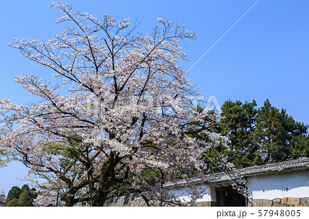 名古屋城内の桜 57948005