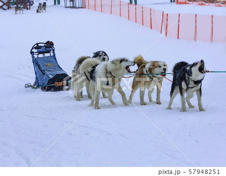 The sled used on Nothing man glacier for dog The sled used on Nothing man glacier for dog 57948251