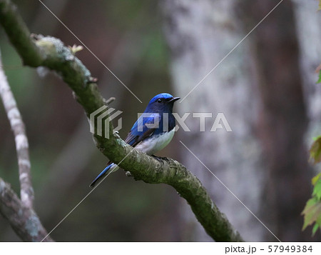 オオルリ オオルリ 57949384