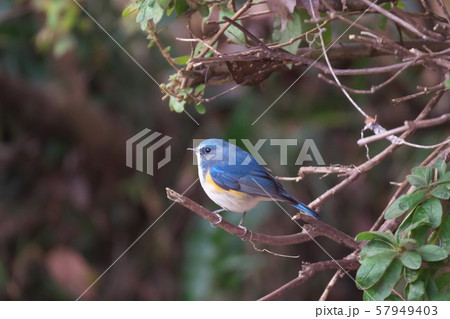 ルリビタキ 57949403