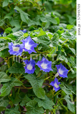 変化朝顔151 57949709