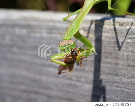カマキリの捕食の写真素材