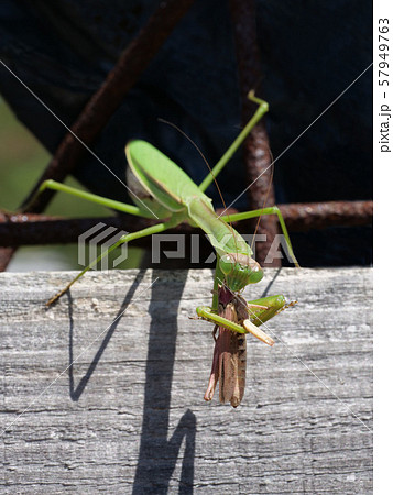 カマキリの捕食の写真素材