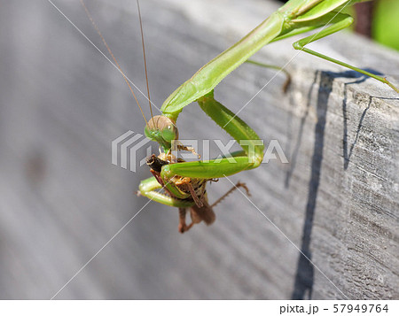 カマキリの捕食の写真素材