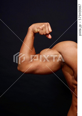 上腕二頭筋 上腕二頭筋 57949987