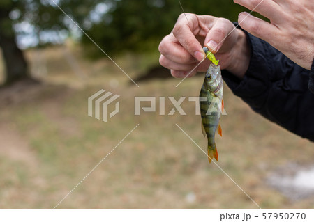 Perch on a fishing rod hook Perch on a fishing rod hook 57950270