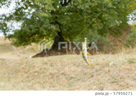 Perch on a fishing rod hook Perch on a fishing rod hook 57950271