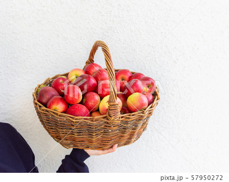 Farmer holds a basket with apples 57950272