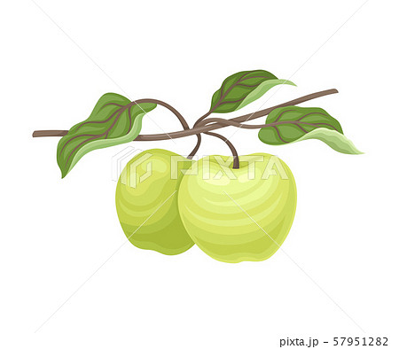Pair of green apples. Vector illustration on a white background. 57951282