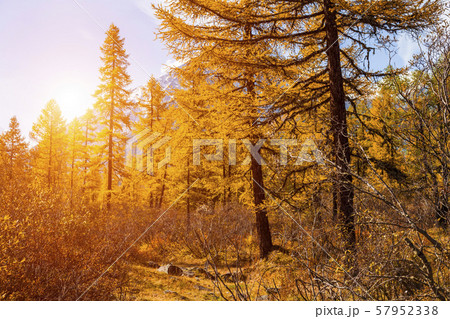 Autumn landscape in the mountains with golden larches. Canada. 57952338