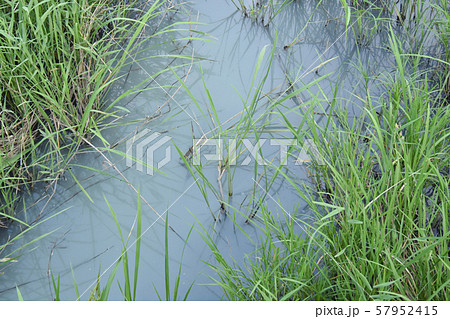 水質汚染 57952415