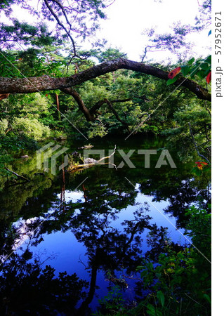 裏磐梯 五色沼湖沼群 母沼に写る木々 裏磐梯 五色沼湖沼群 母沼に写る木々 57952671