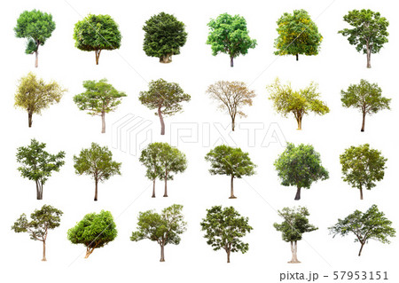 Isolated big tree on white background ,The 57953151