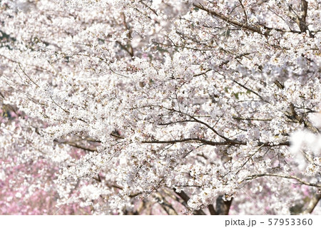 安野花の駅公園 桜 広島 安野花の駅公園 桜 広島 57953360