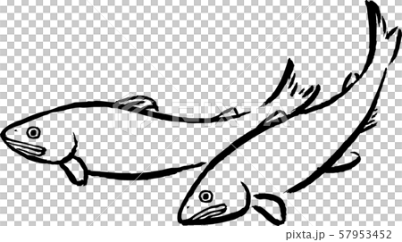 鮎 あゆ アユ 筆 イラスト 鮎 あゆ アユ 筆 イラスト 57953452