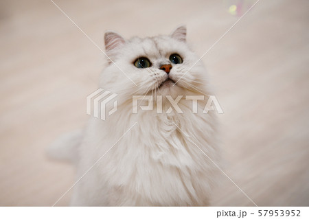 ネコ ネコ 57953952