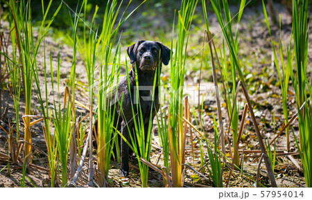 Black Labrador Retriever dog in bulrush 57954014