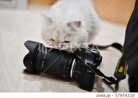 ネコとカメラの写真素材 [57954210] - PIXTA