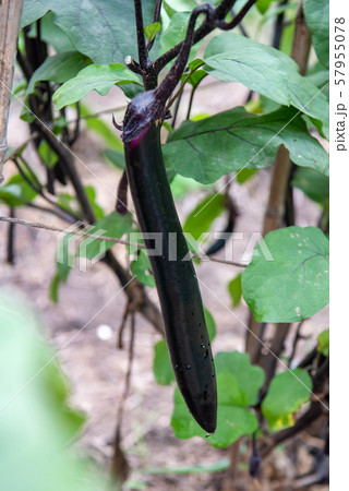 長茄子の収穫 長茄子の収穫 57955078