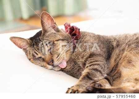 舌を出す猫　あかんべー 57955460