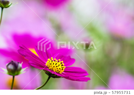 コスモス コスモス 57955731