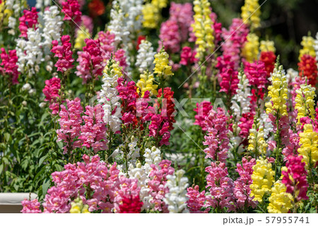 カラフルなキンギョソウの花 カラフルなキンギョソウの花 57955741