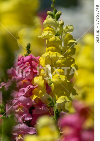 カラフルなキンギョソウの花 カラフルなキンギョソウの花 57955749