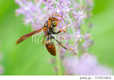 キアシナガバチ　花粉を野草から集めるキアシナガバチ 57955863