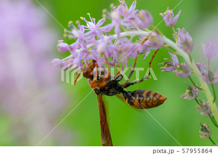 キアシナガバチ　花粉を野草から集めるキアシナガバチ 57955864